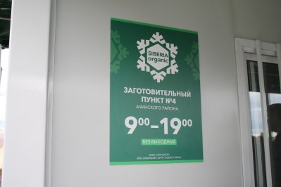 В Красноярском крае с 18 июля заработает сеть заготпунктов по сбору дикоросов